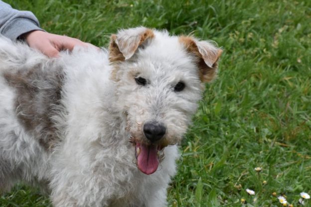 wire fox terrier looking for new home