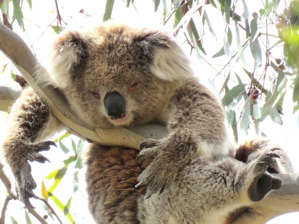 funny koala