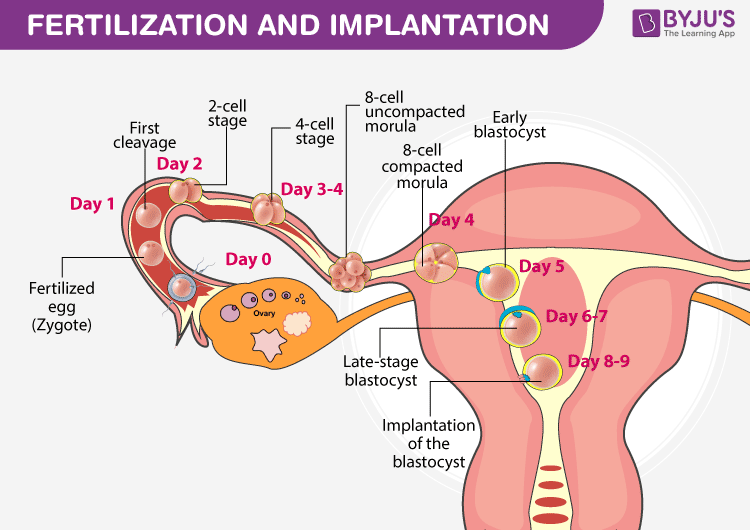 trophoblasts