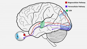 parvocellular neurons