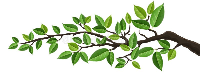 tree branch clipart