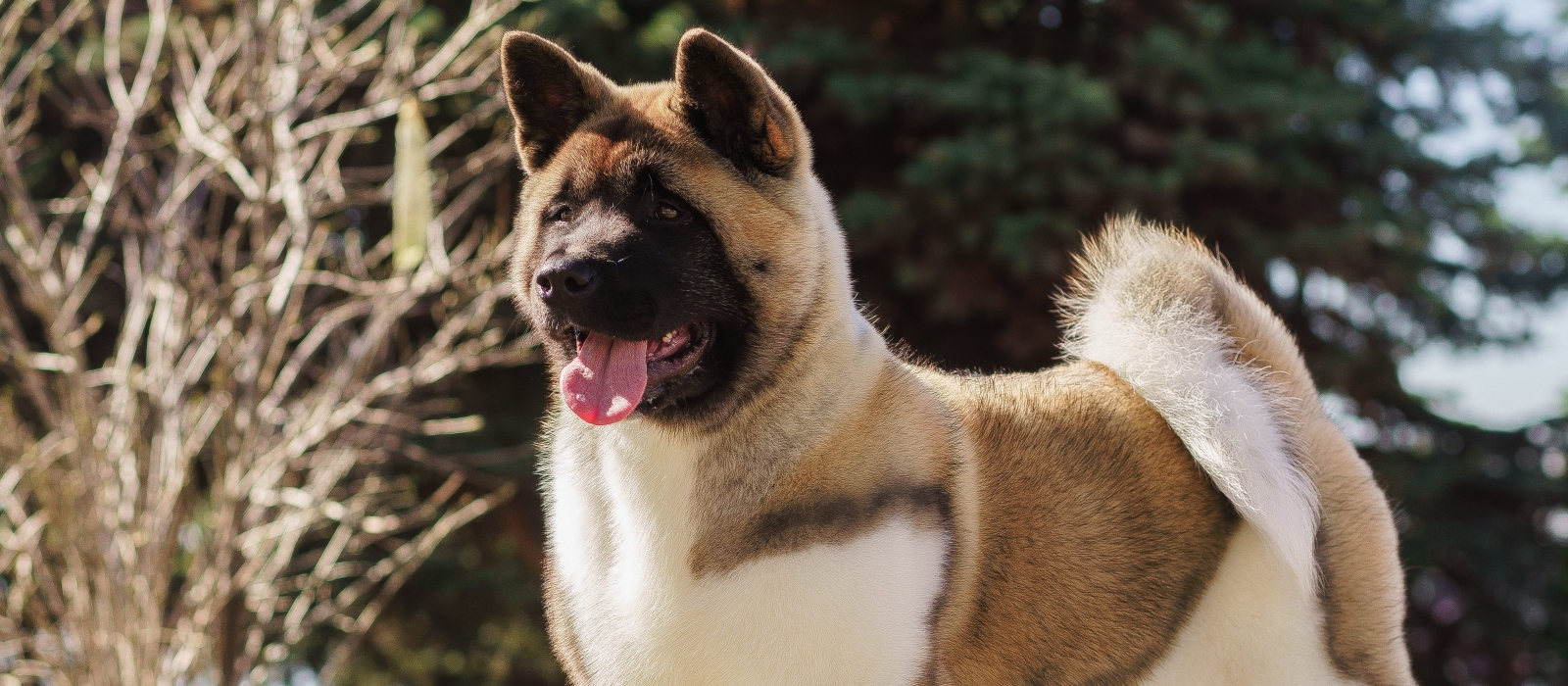 japanese akita for sale