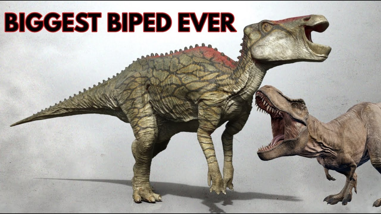 shantungosaurus vs t rex size