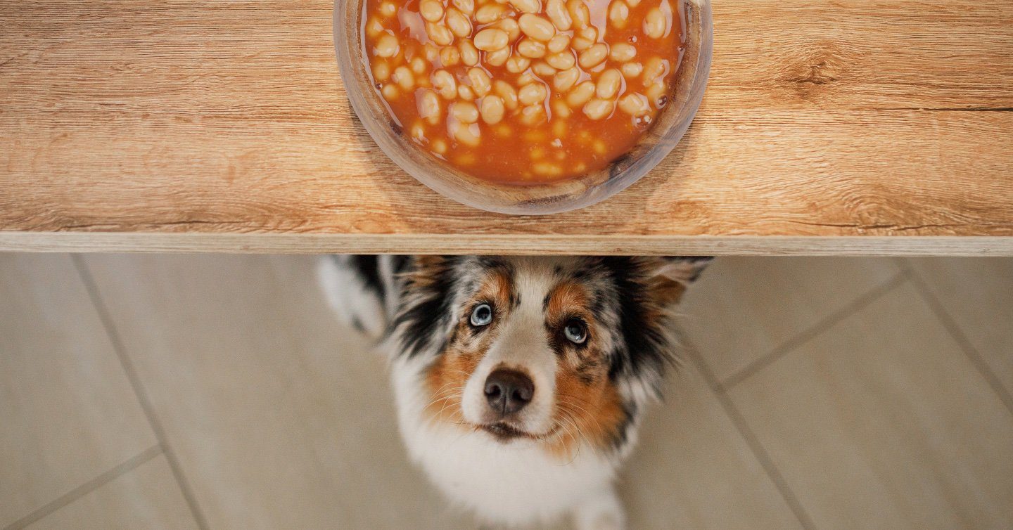 can dogs eat red kidney beans