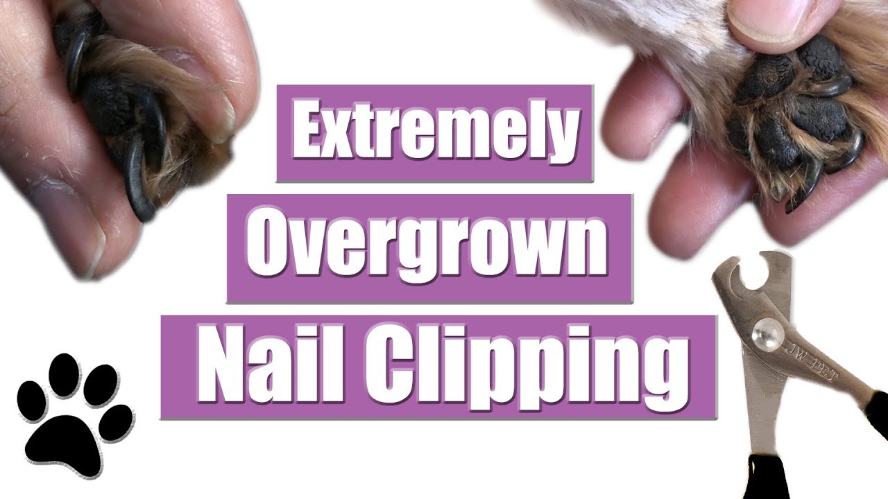 how to trim severely overgrown dog nails