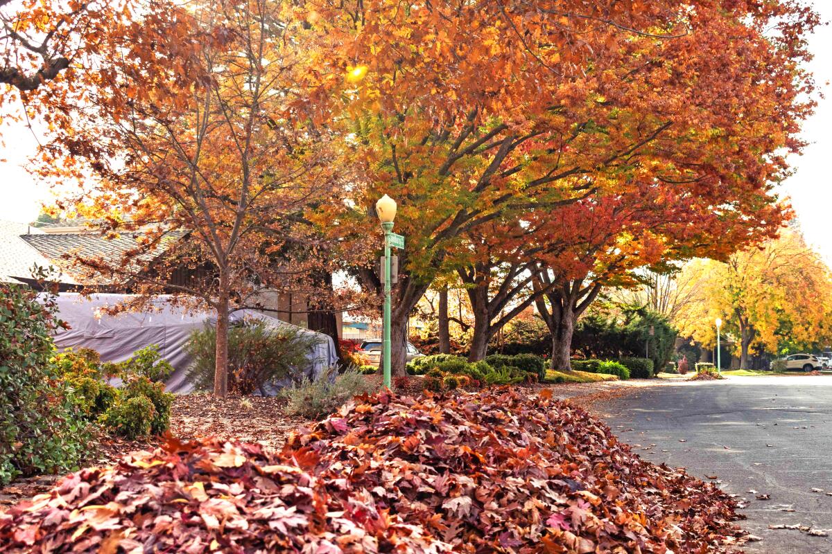 sacramento leaf season