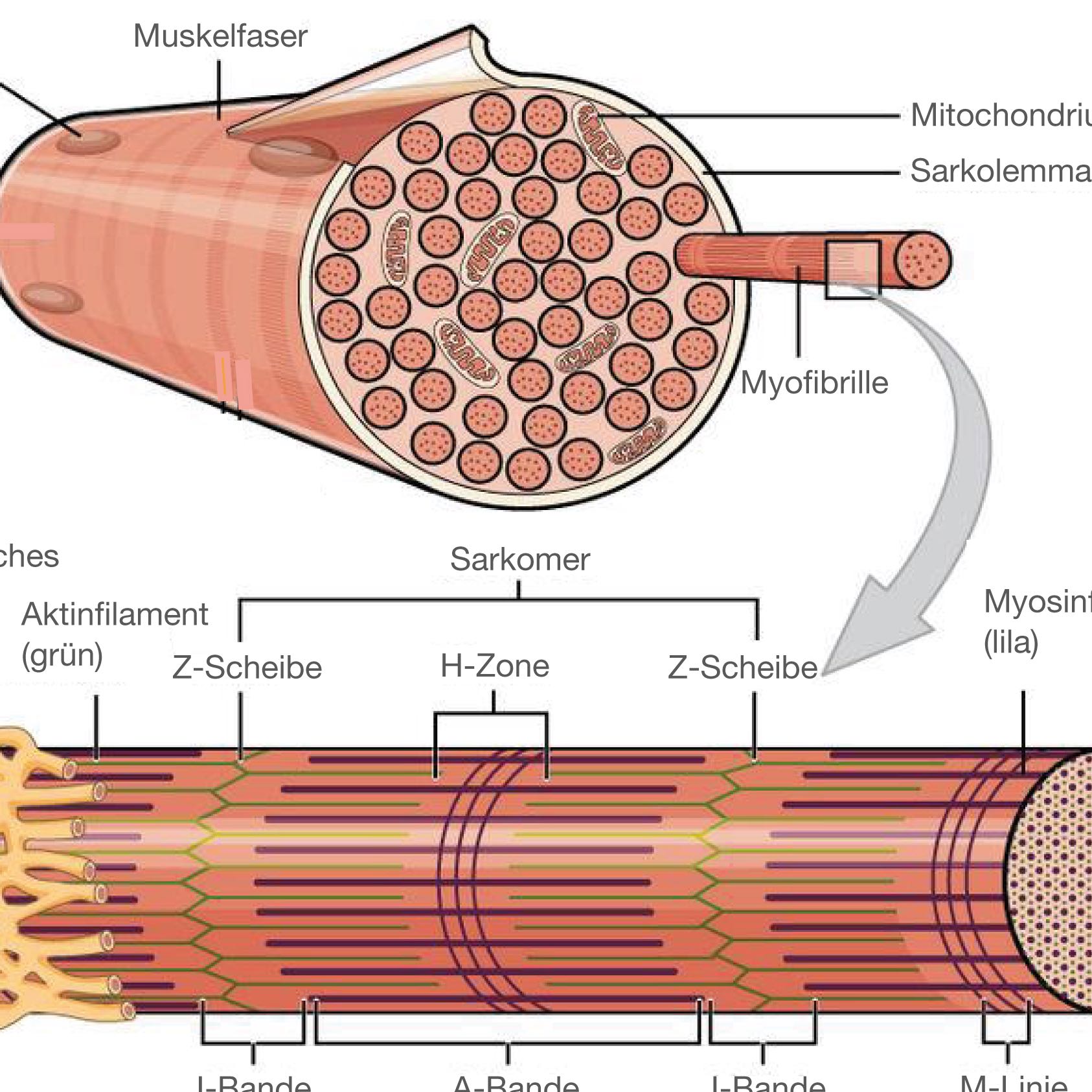 myofibrillen