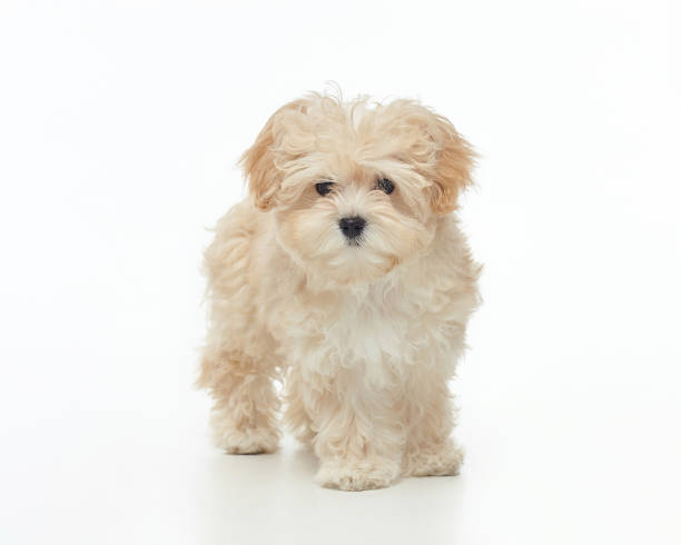 maltese terrier mix