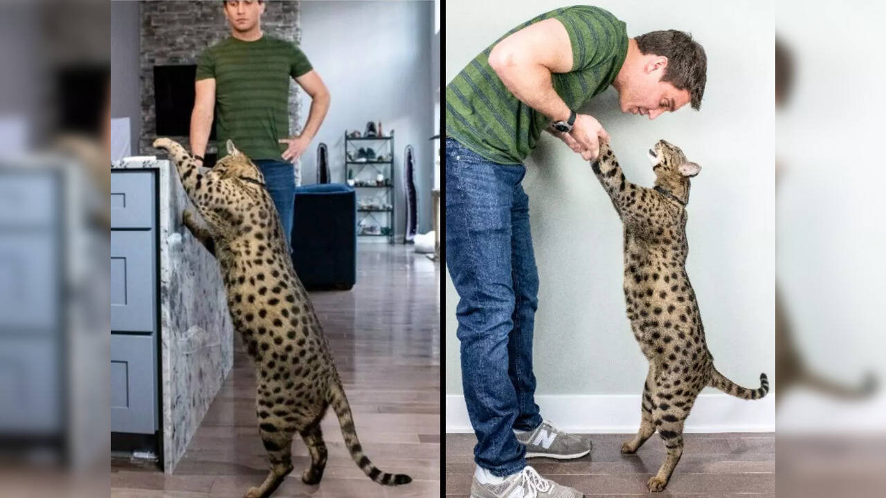 savannah cat length