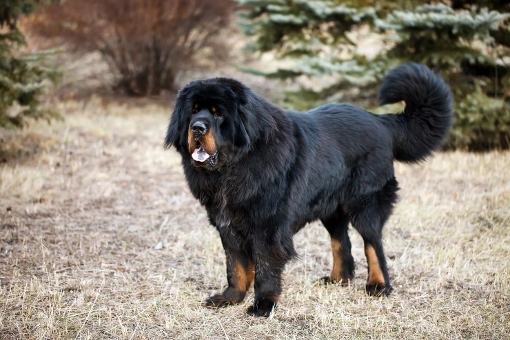 tibetan mastiff price in uk