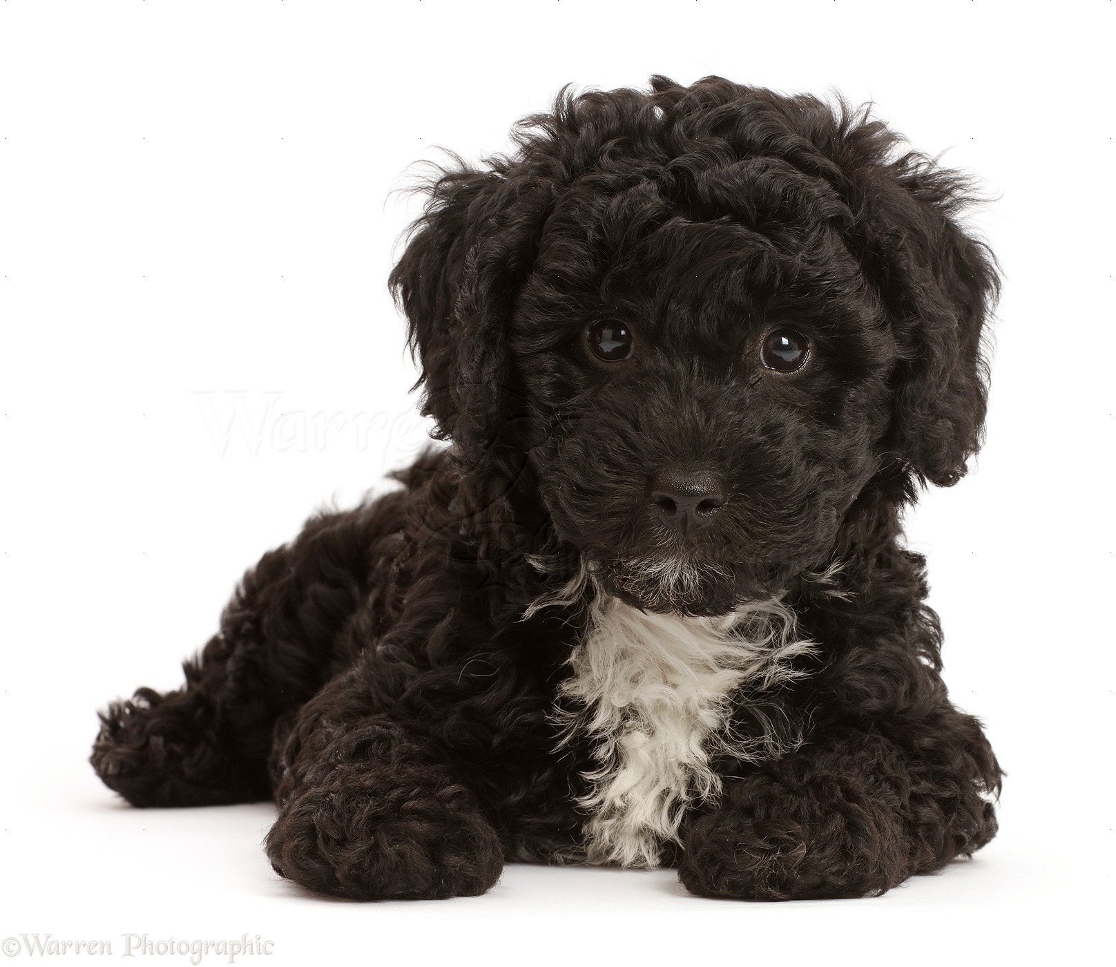 puppy poodle black