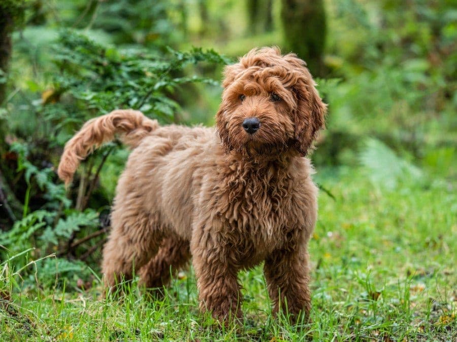 life expectancy of a cockapoo dog