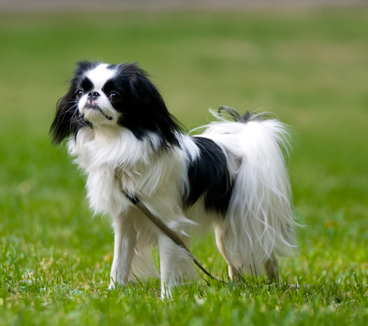 japanese chin dogs for sale