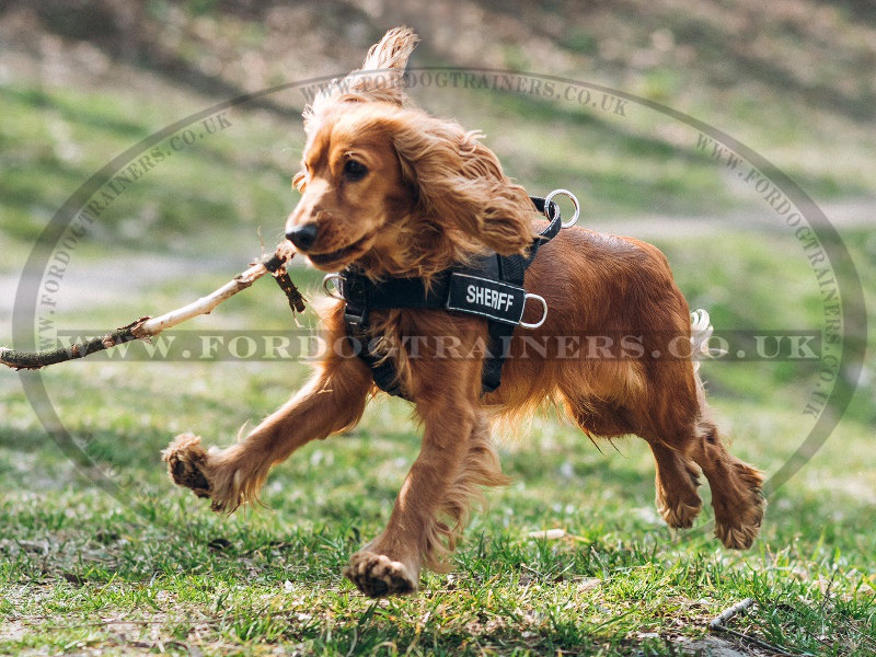 dog harness cocker spaniel