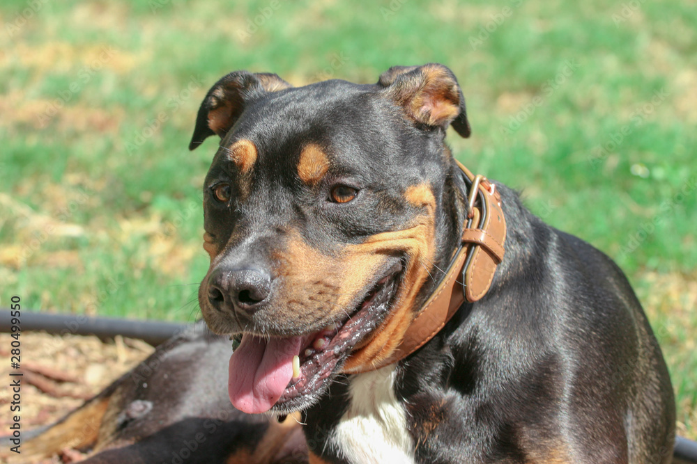 pit bull mixed with rottweiler