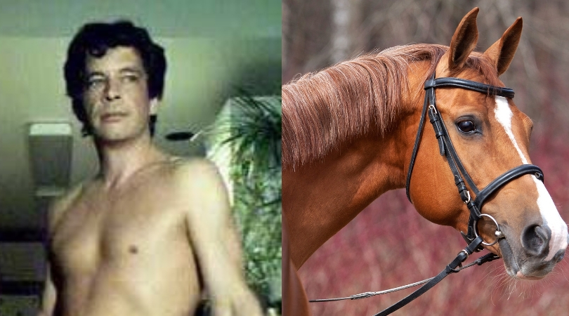 mister hands horse