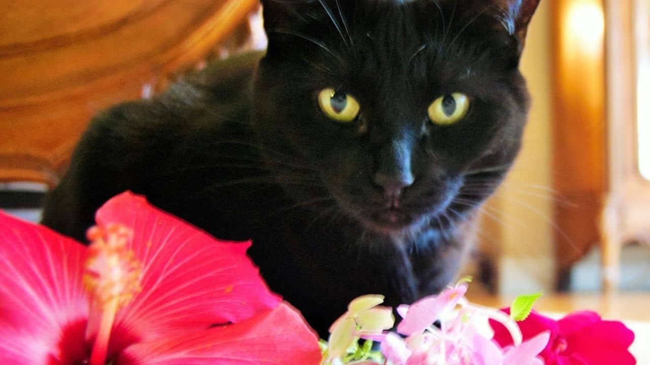 is a hibiscus plant poisonous to cats