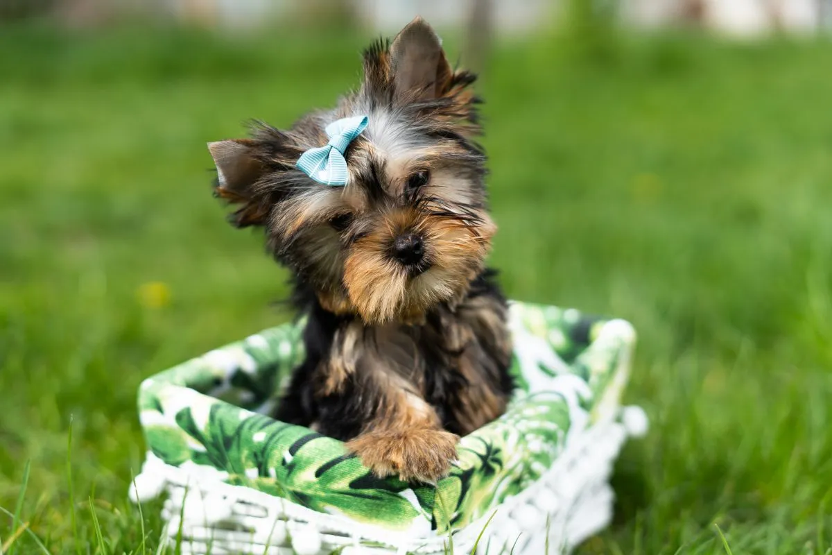 yorkshire terriers pups