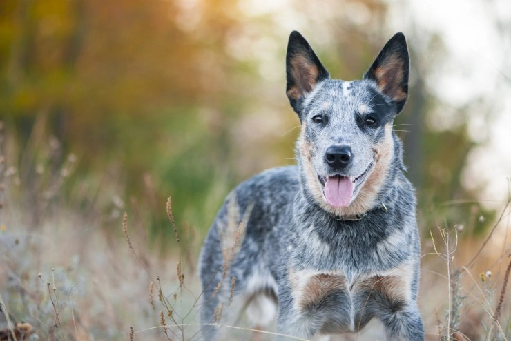 cattle dog te koop