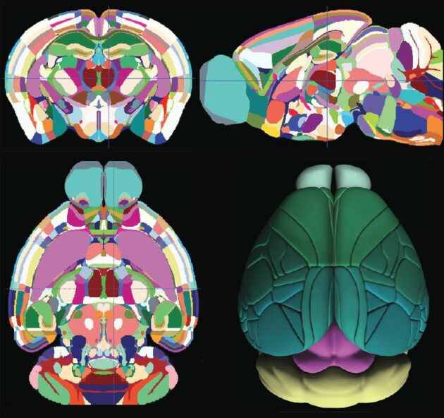 allen brain atlas