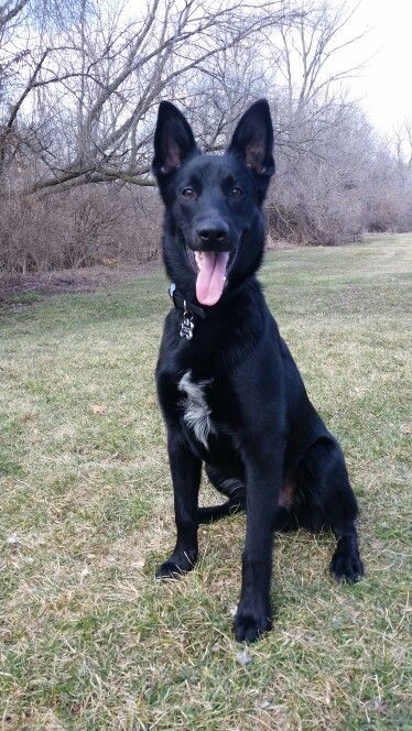 black malinois