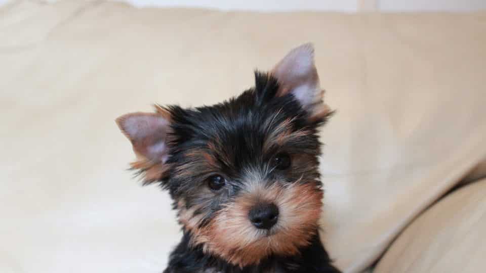 yorkshire terrier sale