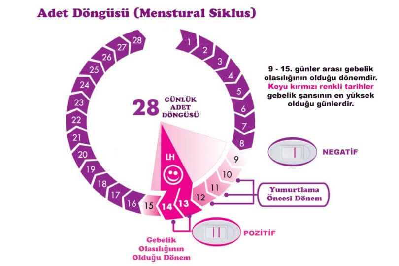 hamile kalabilmek için yumurtlama dönemi