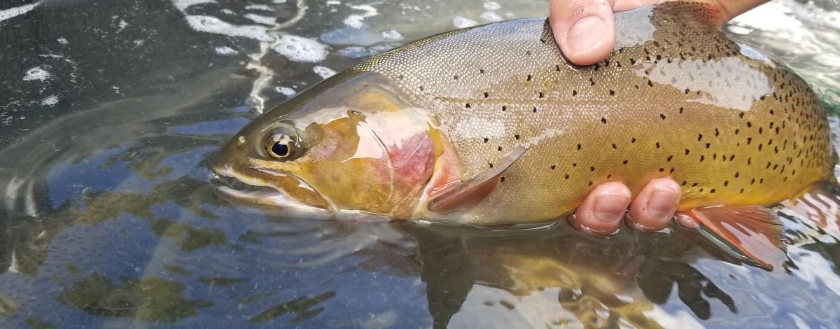 trout video