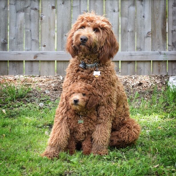 double doodle dog breed