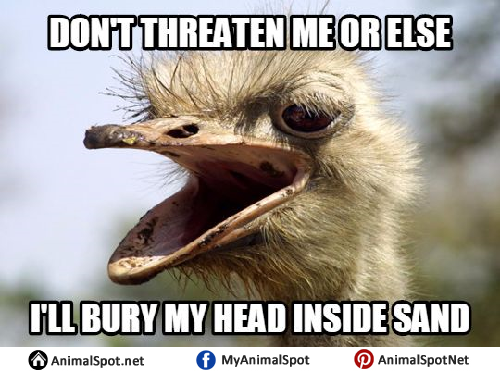 ostrich meme