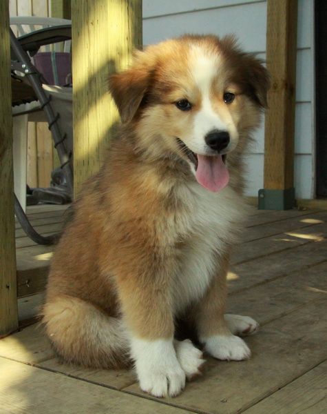 collie cross puppies