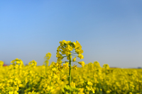 canola 意思