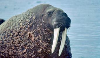 the walrus canada