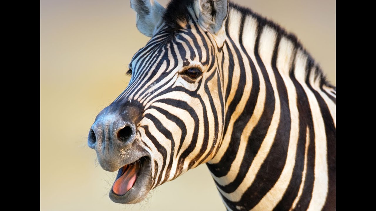 what noises do zebras make