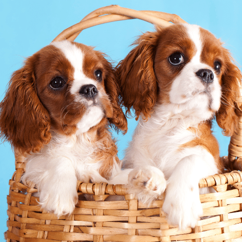 king charles spaniel puppy price