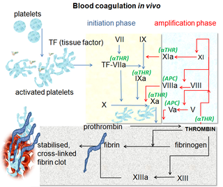 coagulate meaning in hindi