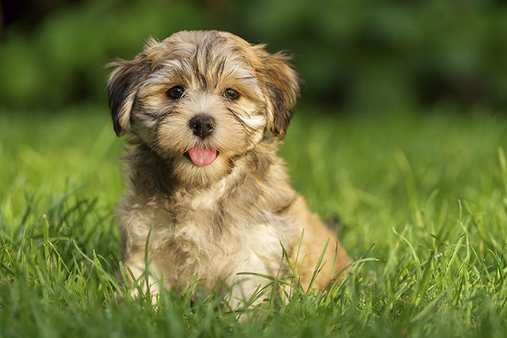 do havanese dogs shed