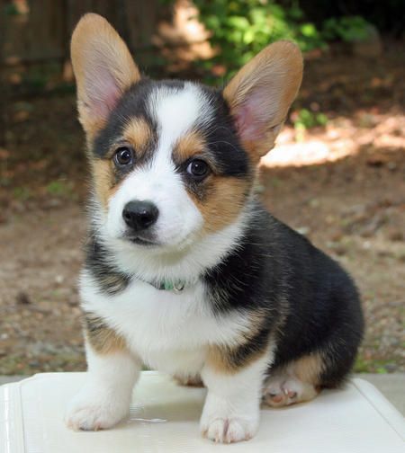 pembroke welsh corgi puppies for sale