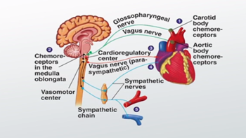 chemo receptors