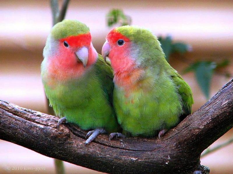 cute parrot images