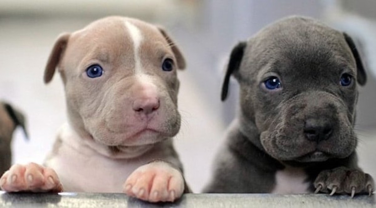 nombres de perros pitbull blue hembra