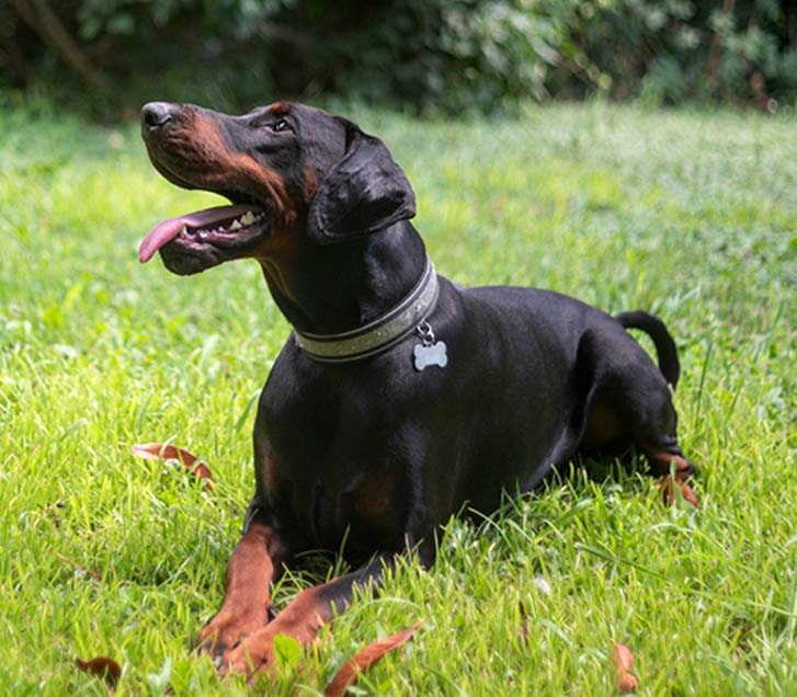 doberman for sale bc