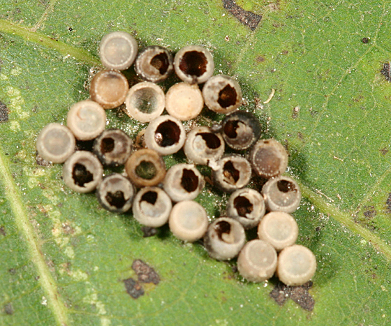 identifier insect eggs identification guide uk