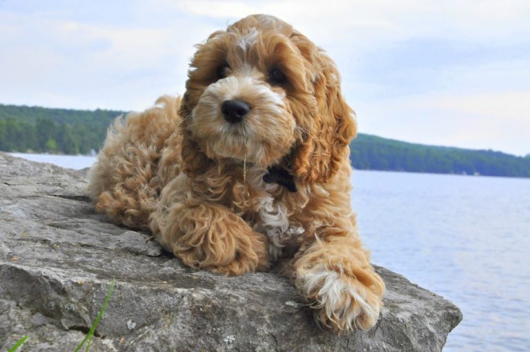 cockapoo puppies bc