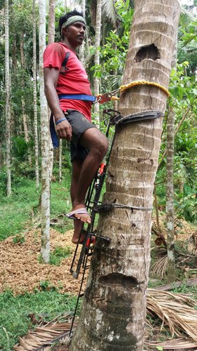 coconut tree climber near me