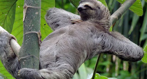 can sloths move fast