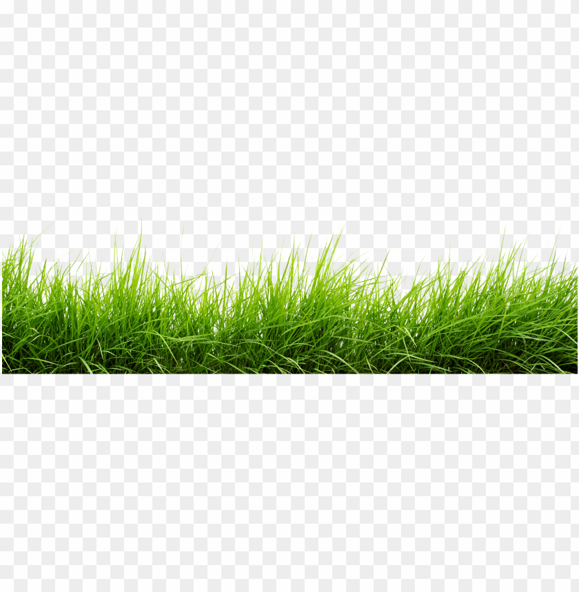 grass png hd
