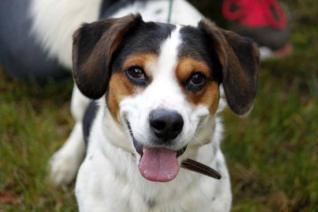 jack russell beagle mix