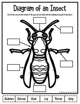body parts of an insect labeling worksheet