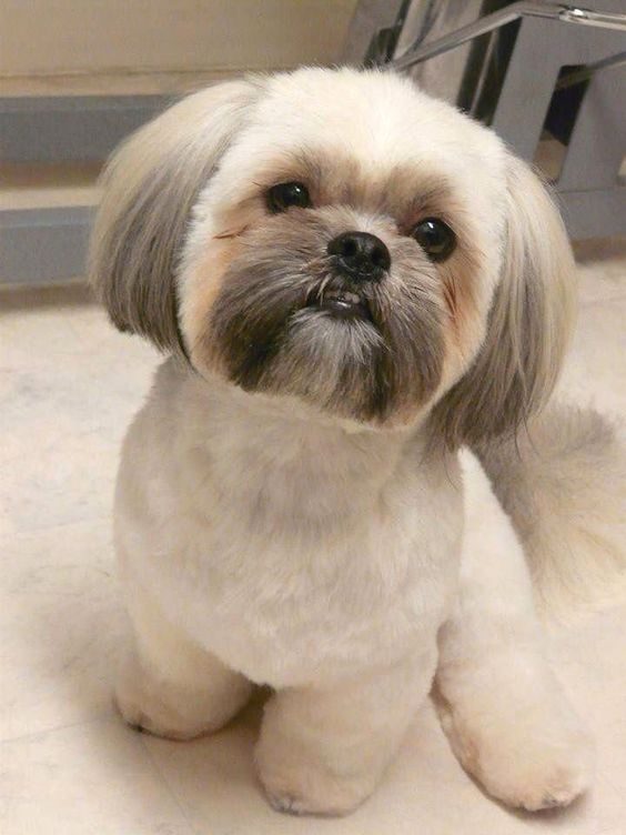 shih tzu with puppy cut